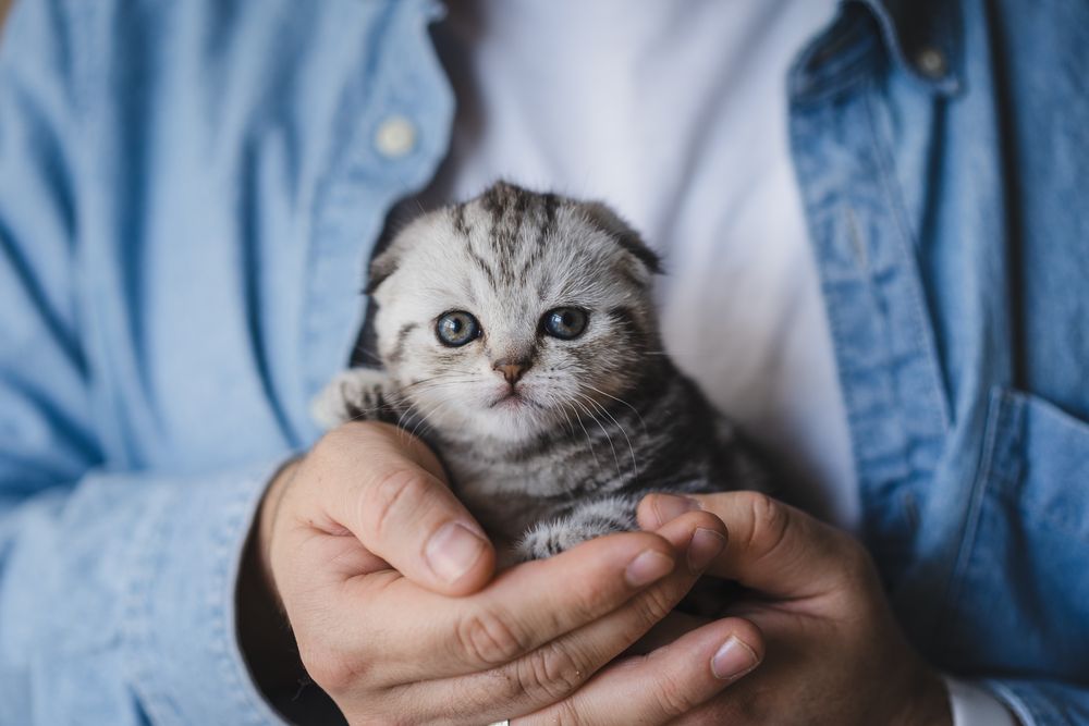 Шотландське висловухе мармурове Котеня