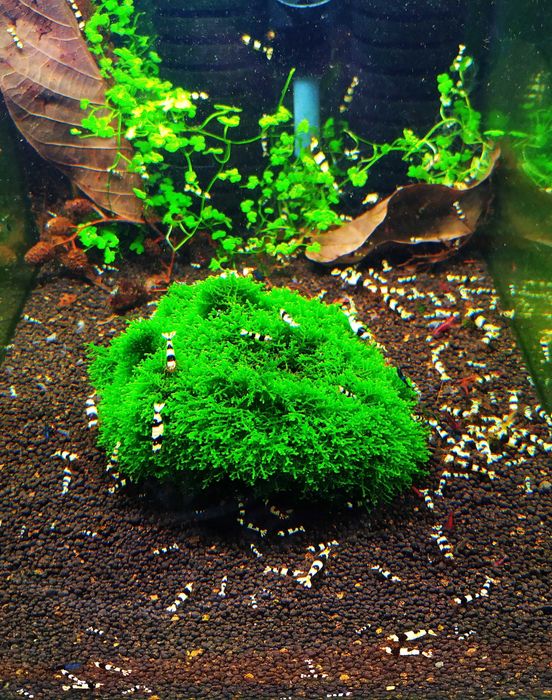 Mech Mini Pelia Riccardia Chamedryfolia Wątrobowiec
