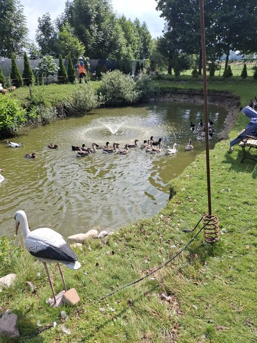 Sprzedam gęsi kaczki młode i roczne