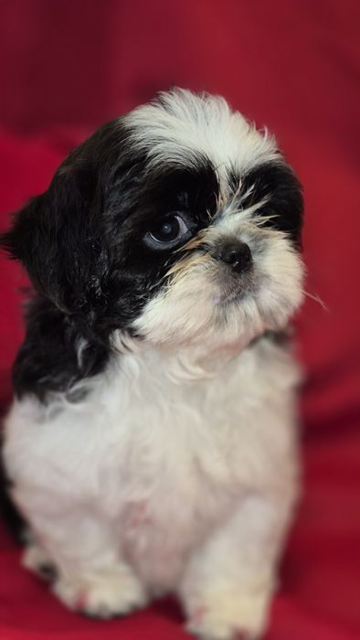 Shih Tzu suczka czarno -biała