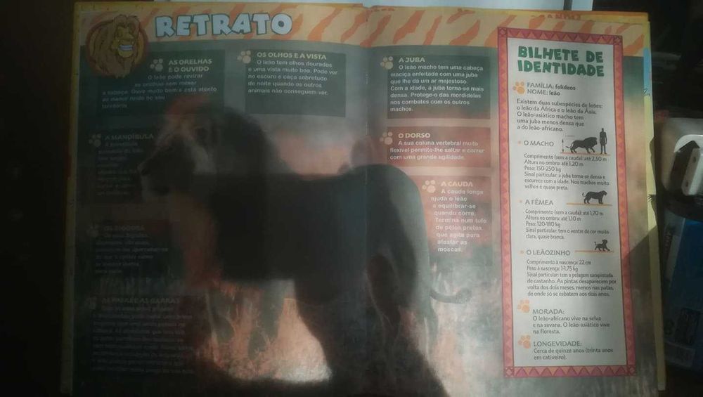 O mundo maravilhosos dos animais - Os Leões