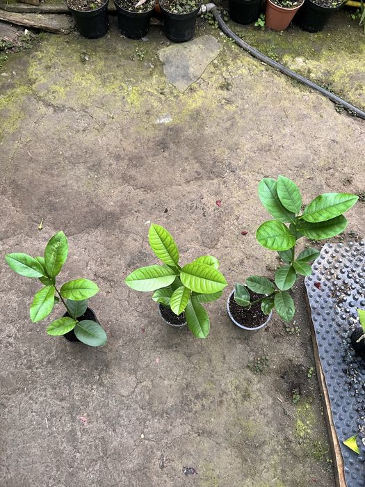 Лимон Київський(Пандероза)