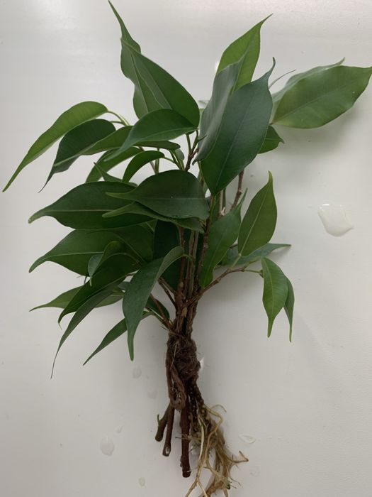 Паростки фікуса Бенджаміна