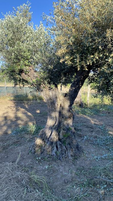 Vende-se oliveiras milenares