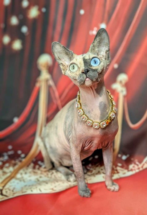 Unikatowa piękność. Jedyna taka na świecie różnooka chimera.