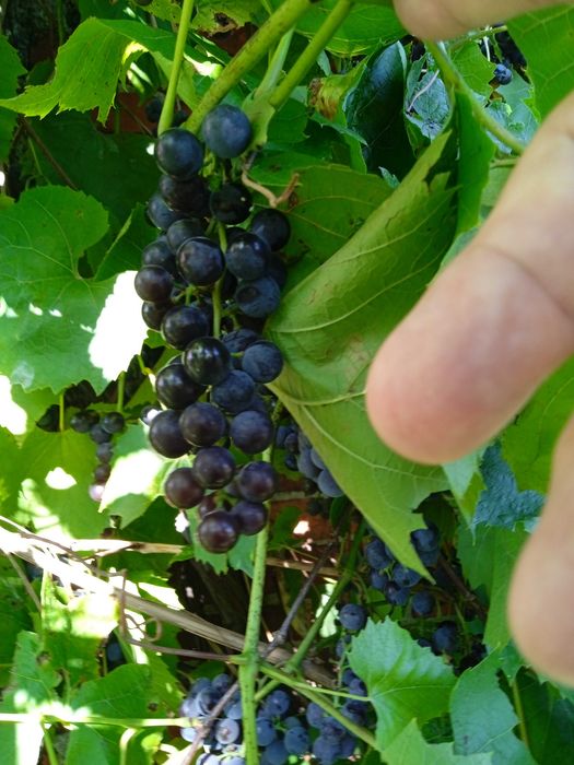 Sprzedam winogrono z mojego ogrodu