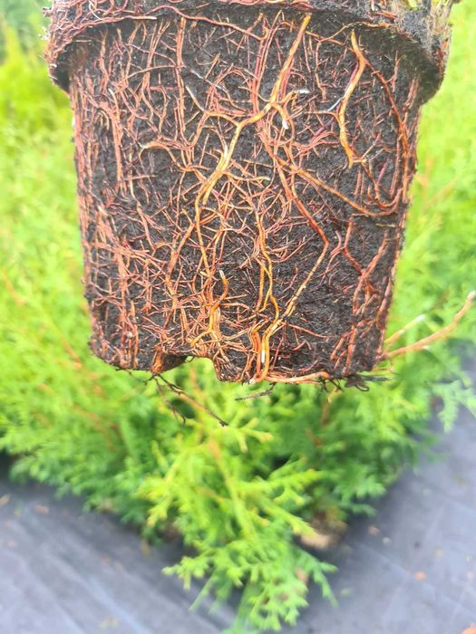 Tuja Brabant Szmaragd 100cm 120cm 150cm 200cm DONICA 100% przyjecie