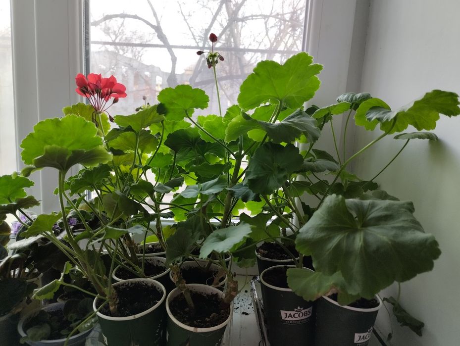 Герань пеларгонія клачик клівія  кливия комнатная лилия хлорофітум