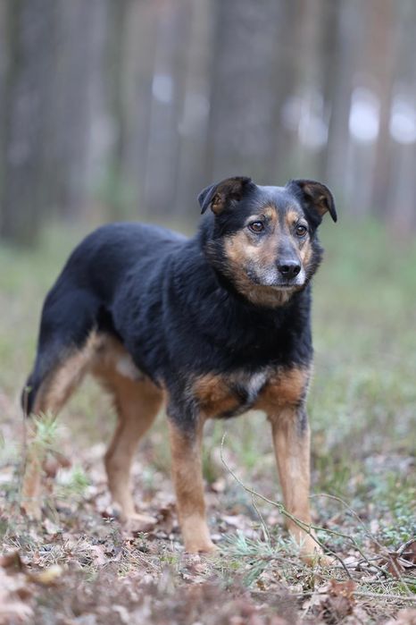 Piesek okolo 9 lat