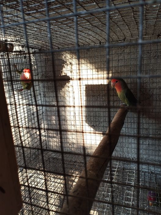 Agapórnis para ceder