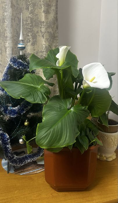 Кімнатні вазони кали