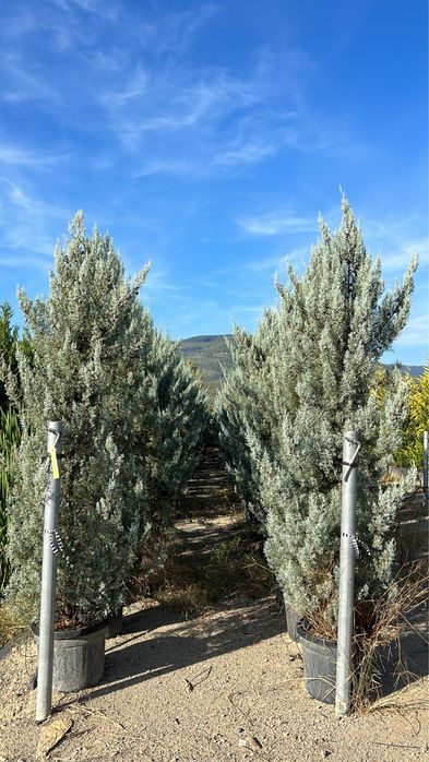 Продам кипарис Аризонский Италия