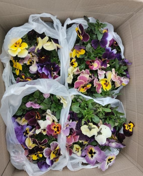 Продам квіти братики