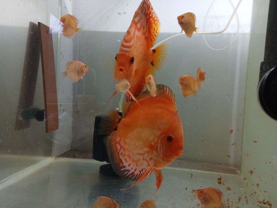 Paletki  Dyskowce roczna para, pierwszy miot