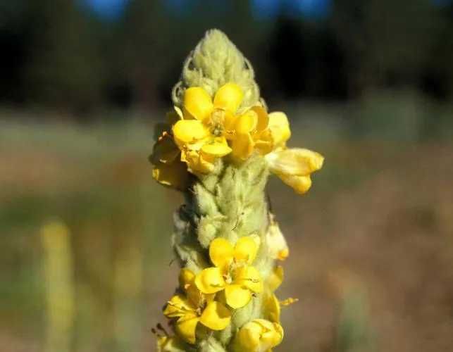 Sementes de Verbasco  (Verbascum thapsus)