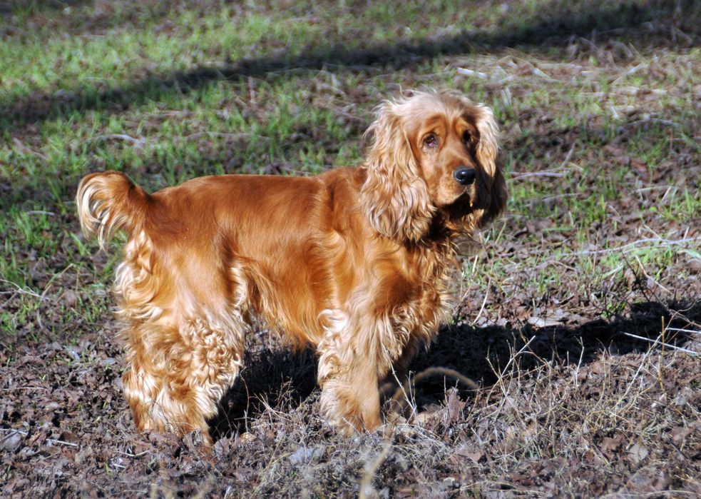 Щенки английского кокер спаниеля