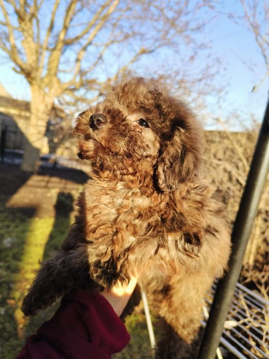 Пуделята той міні шоколад мерле абрикос