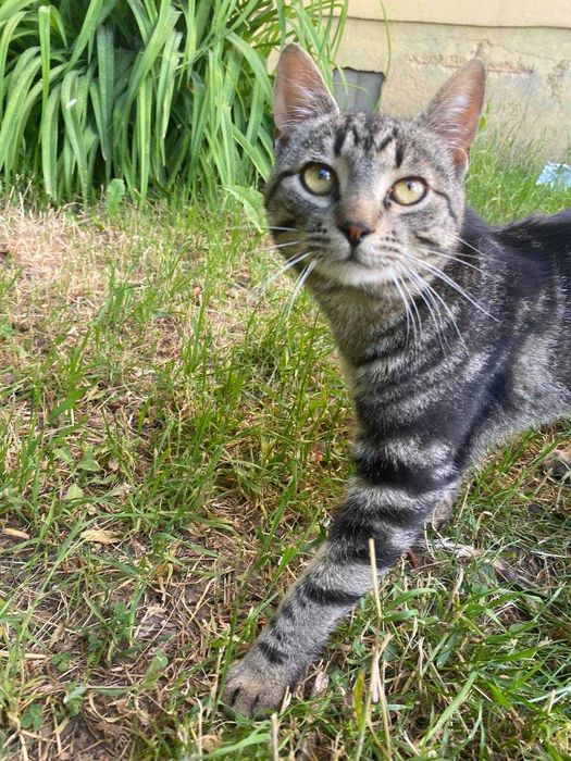 Котики в добрі руки