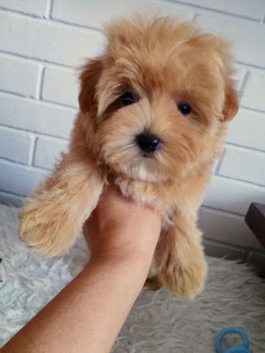 MALTIPOO MINI pieski!!! Maltańczyk &Pudel Toy