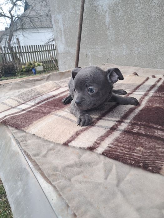 Пропонується до продажу