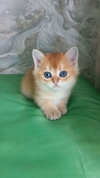 золоті шиншили хлопчики і дівчатка.