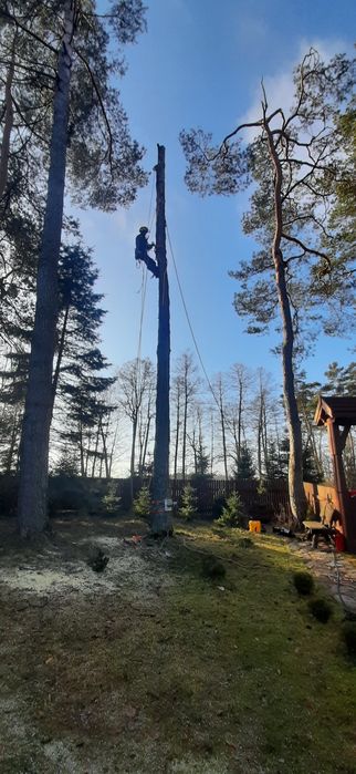 Wycinka drzew,  ścinka drzew , rębak do gałęzi,