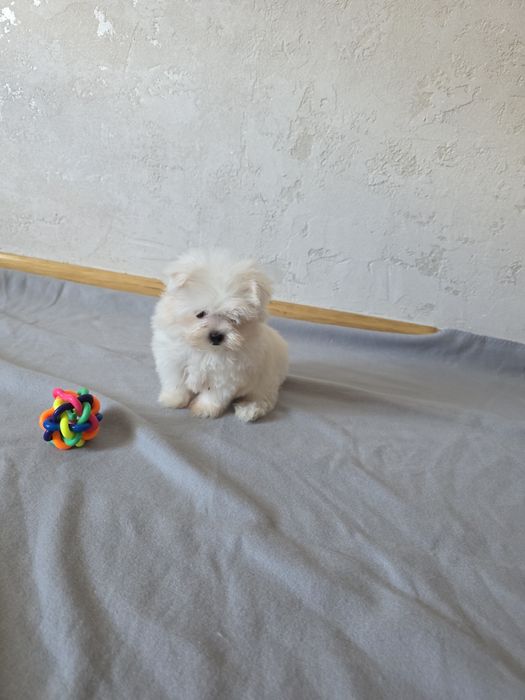Maltanczyk Suczka - miniaturka