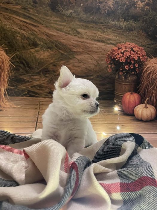 ***BIAŁA *** Chihuahua długowłosa***ZKwP/FCI***