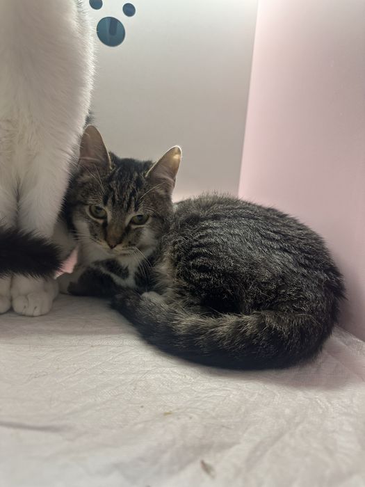 Котенок бело-серый таби 4,5 мес