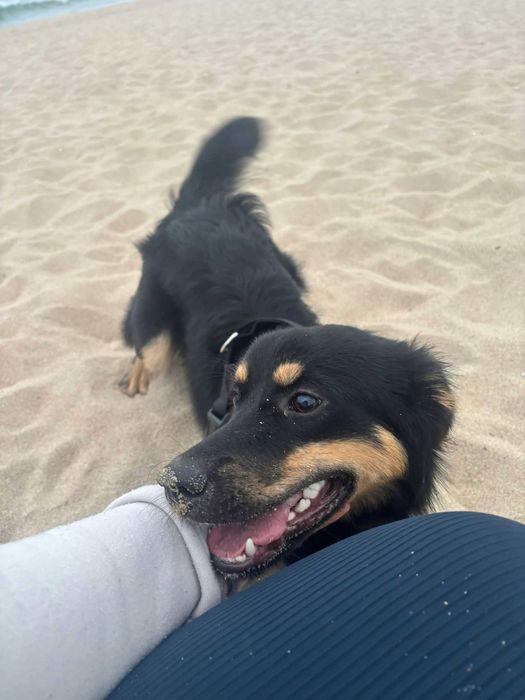 Sol Para Adoção Responsável