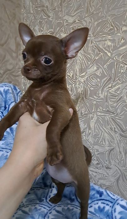 Красивая малышка чихуахуа