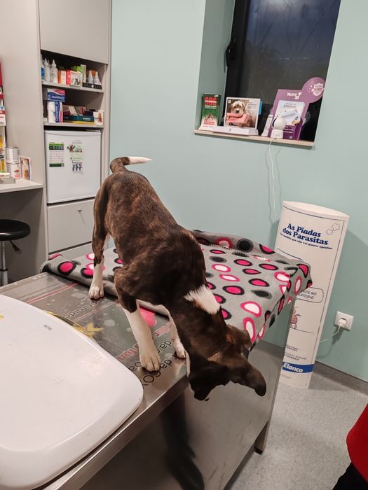 Dou cachorra porte pequeno médio 4 meses