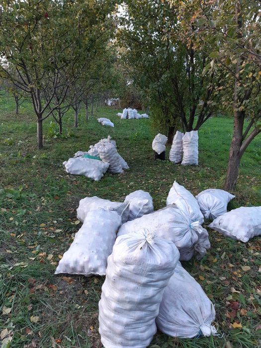 Будинок Червона Діброва