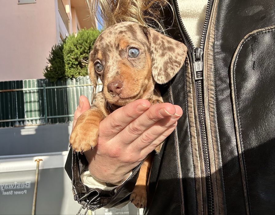 Teckel  kaninchen arlequim chocolate de olhos azuis