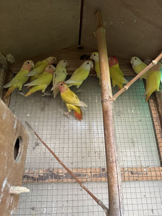 Roseicollis de variadas cores