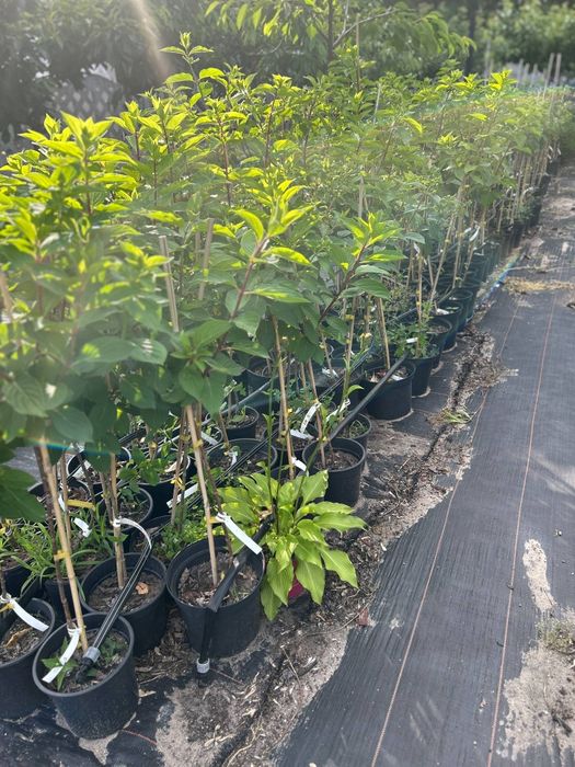 hortensja.anabelle. floks.wisteria.jeżówka