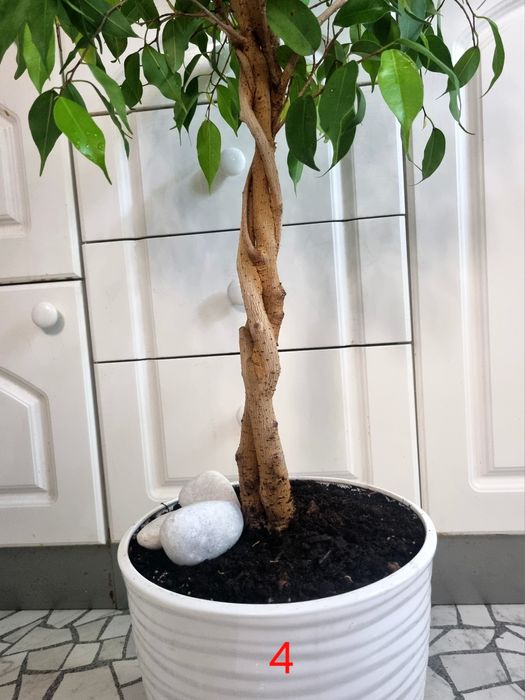 Дизайнерський фікус бонсай