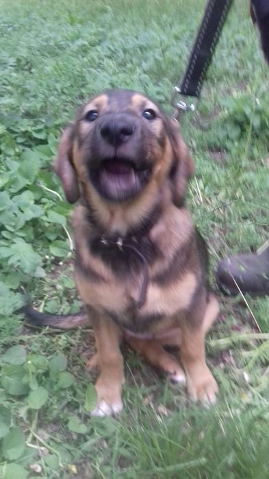 Щенки даром. Охранники.