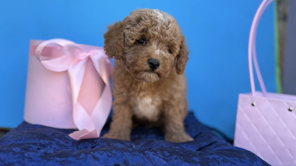 Малюк мальтіпцшка