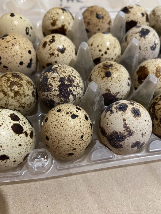 Інкубаційне яйце перепелине білий Техас, перепілка на інкуб