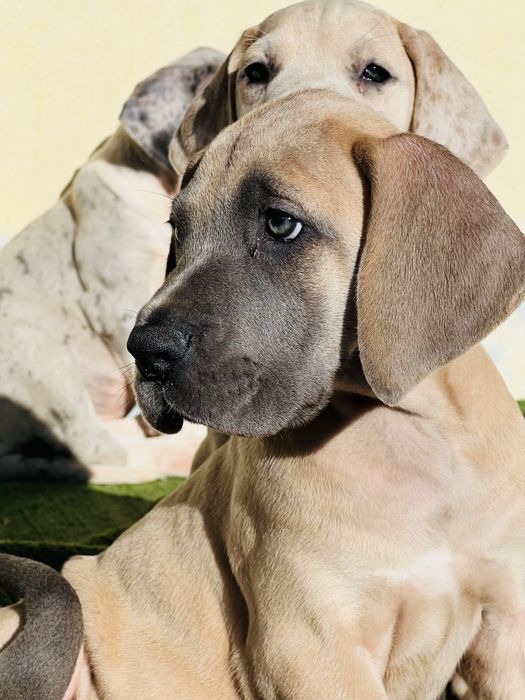 Dogue alemao Isabela