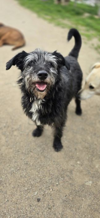 Do adopcji samiec 15kg