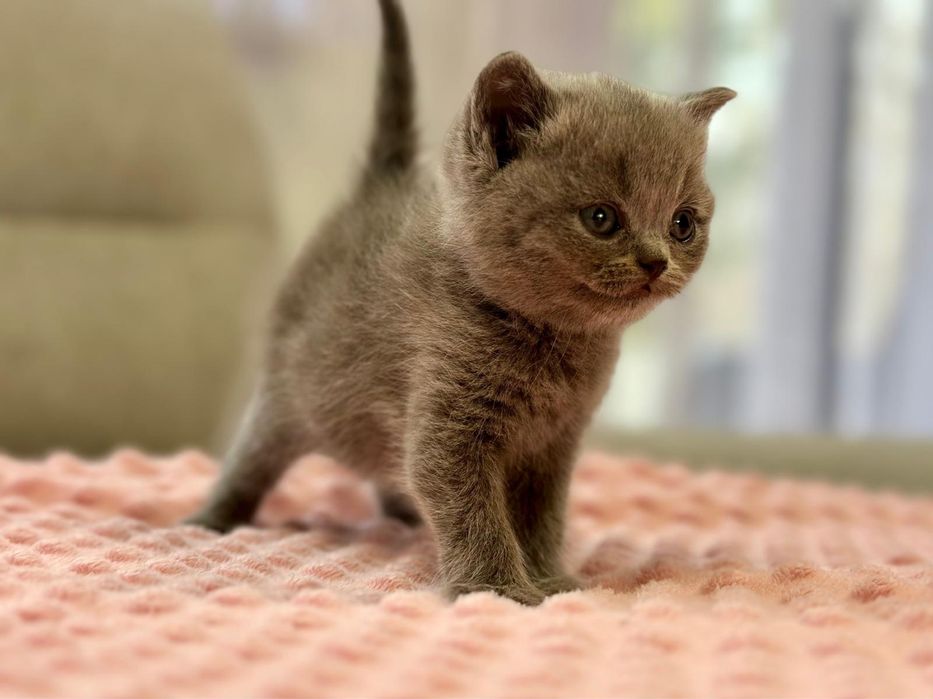 Śliczny kotek brytyjski