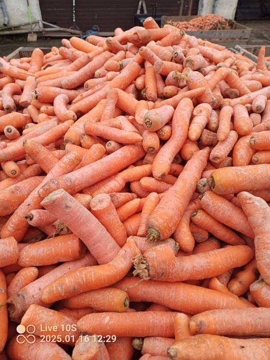 Myta Marchew  Odsort dla koni królików kaczek zwierząt