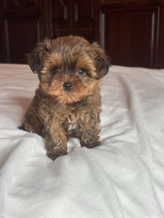 Розкішні яскраві хлопчики