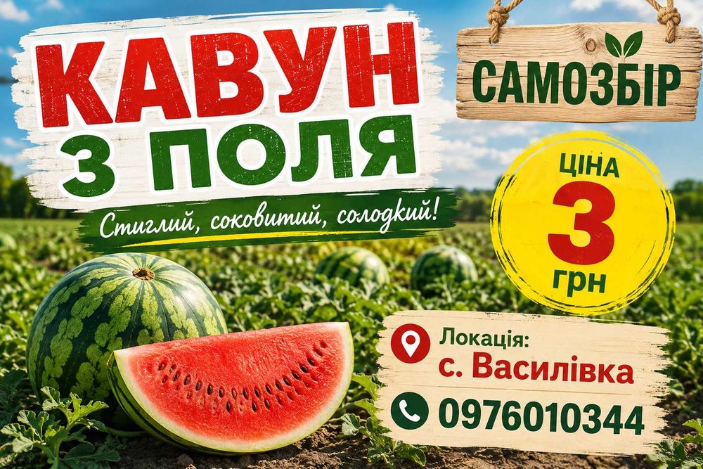 Кавун з поля. САМОЗБІР