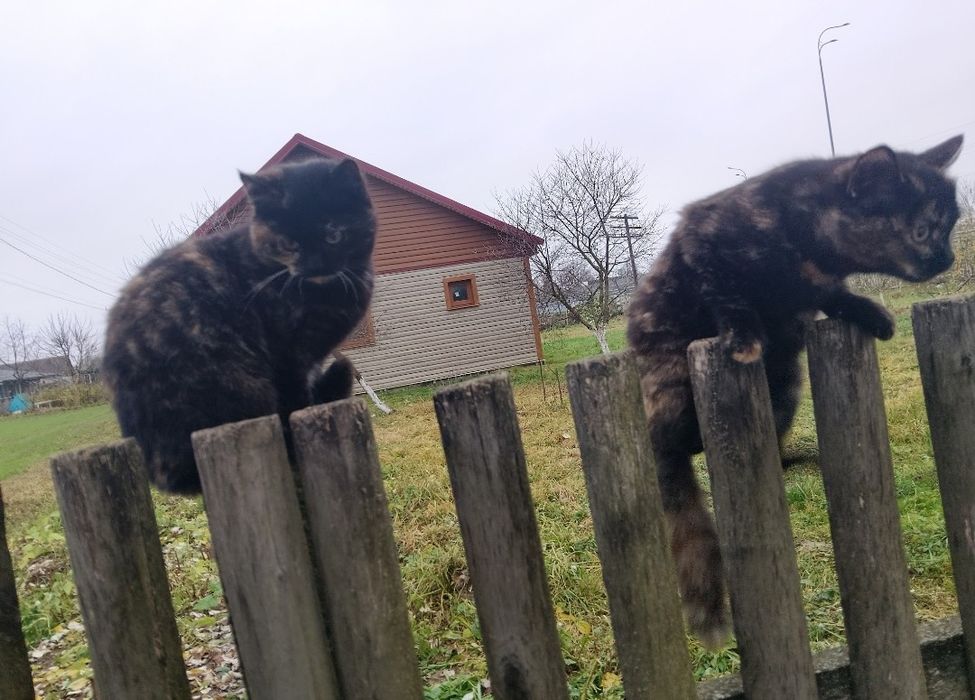 Віддам у добрі руки 3 киці