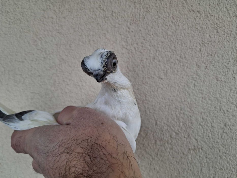 szek szeki para na białych ogonach