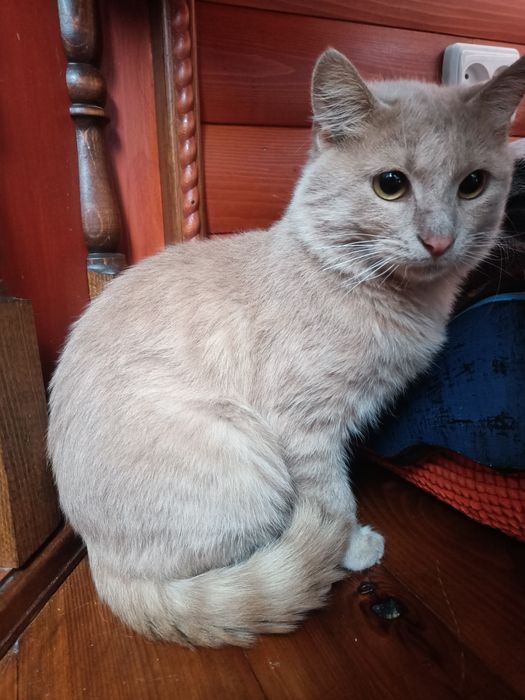 Котик-персик шукає ДІМ