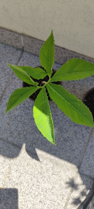 Sauromatum Venosum | "Voodoo Lily"